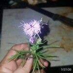 Liatris squarrosa Kukka