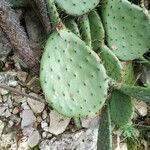 Opuntia robusta Leaf