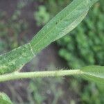 Sida linifolia Blatt