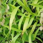 Chasmanthium latifolium Blatt