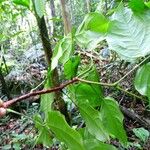 Candolleodendron brachystachyum Лист