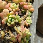 Sedum clavatum Lapas