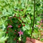 Talinum paniculatum 花