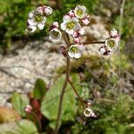 Micranthes californica Агульны выгляд