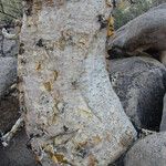 Pachycormus discolor Bark