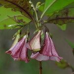 Thiollierea parviflora Flor