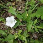 Calystegia spithamaea Habit