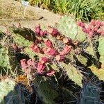 Opuntia phaeacantha Folla