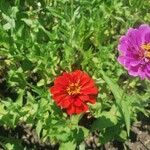 Zinnia haageana RegelКвітка