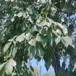 Handroanthus heptaphyllus Folha