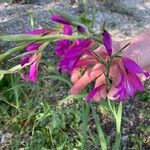 Gladiolus dubius Lorea