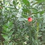 Ruscus aculeatus Φρούτο