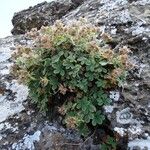 Potentilla nivalis Habit