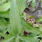 Saponaria officinalisBlad