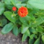 Emilia coccinea Flower