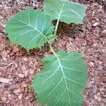 Solanum stramoniifolium Lehti