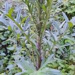 Cirsium vulgare List