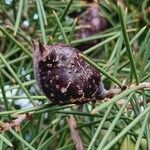 Hakea sericea Gyümölcs