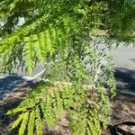 Jacaranda mimosifolia 叶
