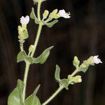 Mirabilis laevis Агульны выгляд