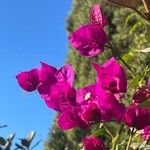 Bougainvillea glabra Blomma