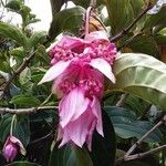 Medinilla magnificaFloro