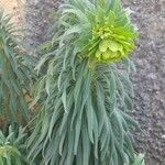 Euphorbia characias Foglia