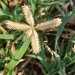 Dactyloctenium aegyptium ഫലം