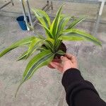 Dracaena fragransFulla