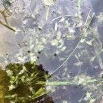 Lemna trisulca Hoja