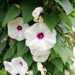 Ipomoea pandurata Цветок