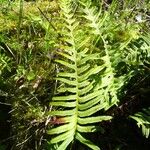 Polypodium interjectum ഇല