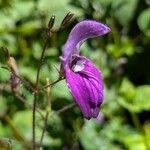 Brillantaisia lamium Flower