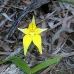 Caladenia flava