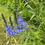 Veronica teucrium Flower