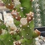 Tephrocactus verschaffeltii Rinde