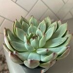 Echeveria colorata Leaf