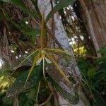 Epidendrum nocturnum Flower