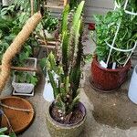 Euphorbia trigona Lapas