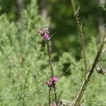 Cirsium palustre Цветок