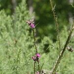 Cirsium palustre Blodyn