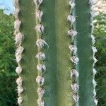 Pilosocereus leucocephalus Levél