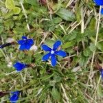 Gentiana brachyphyllaΛουλούδι