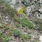 Allium flavum Агульны выгляд