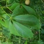 Aesculus pavia Hoja