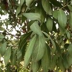 Myoporum laetumLeaf