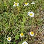 Tripleurospermum inodorumFlower