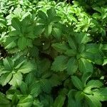 Pachysandra terminalisList