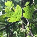 Crataegus × media Leaf