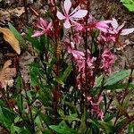 Gaura lindheimeri ᱛᱟᱦᱮᱸ